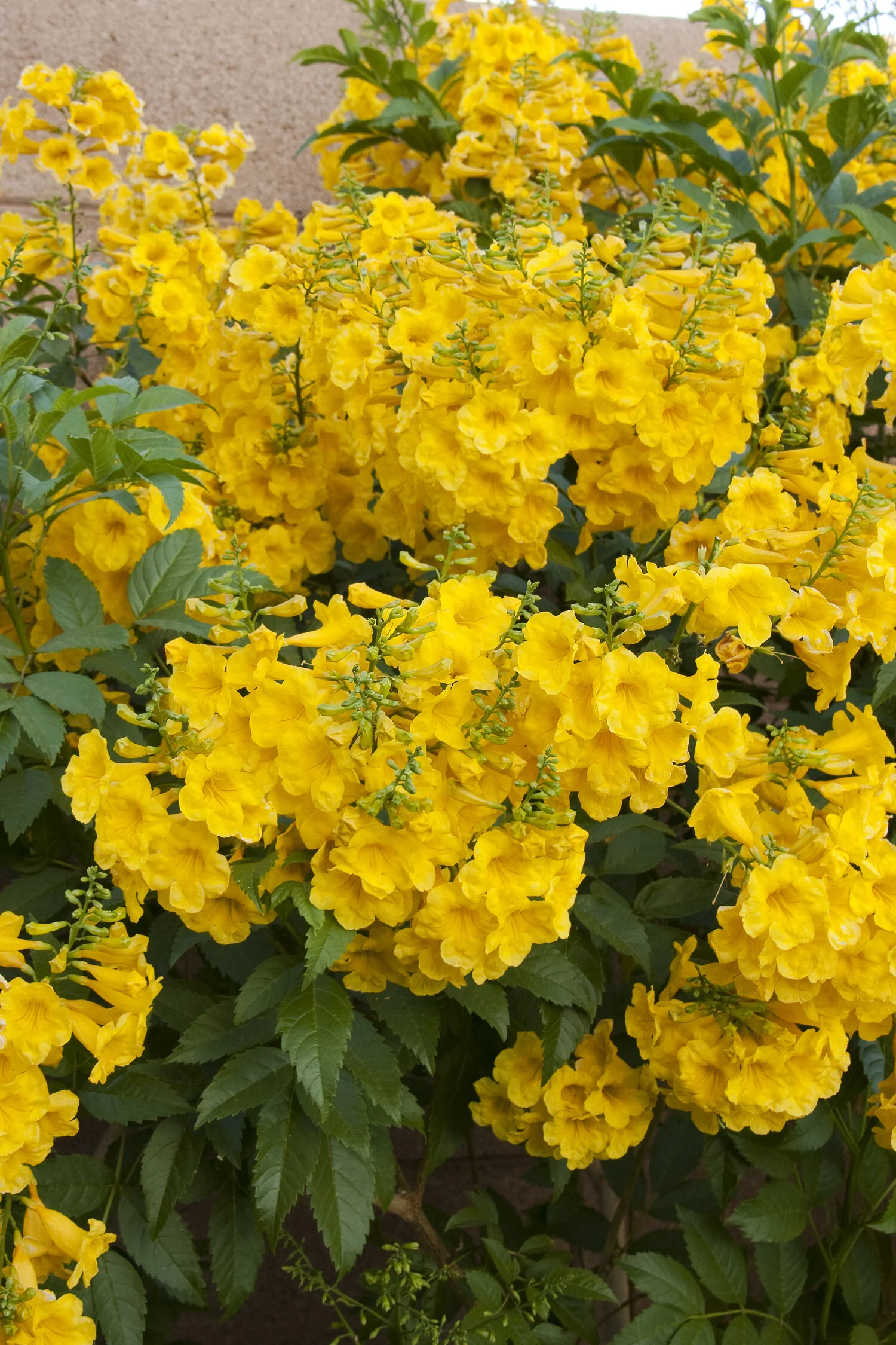 Gold Star™ Esperanza