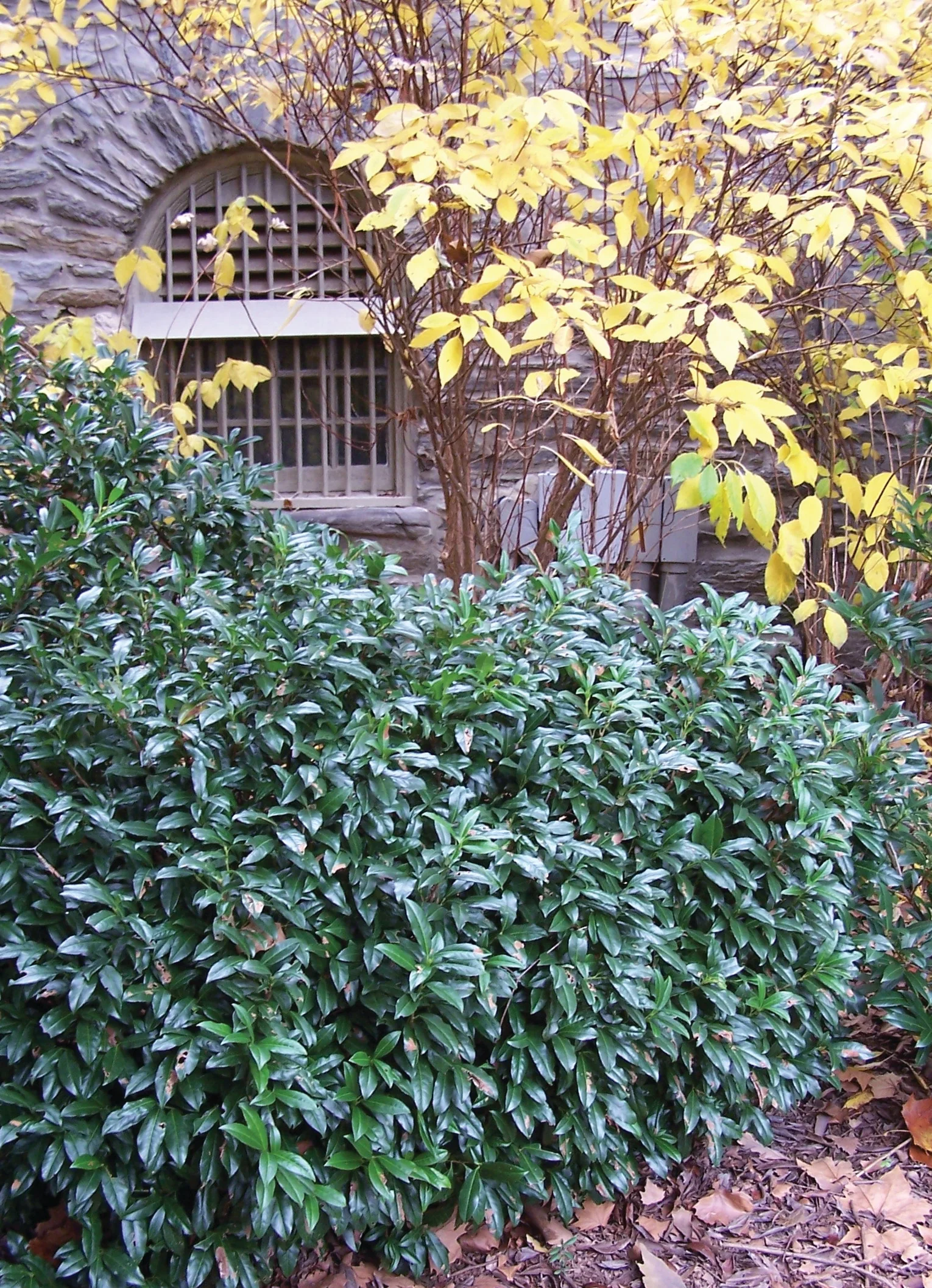 Chestnut Hill Cherry Laurel 1 Chestnut Hill Cherry Laurel