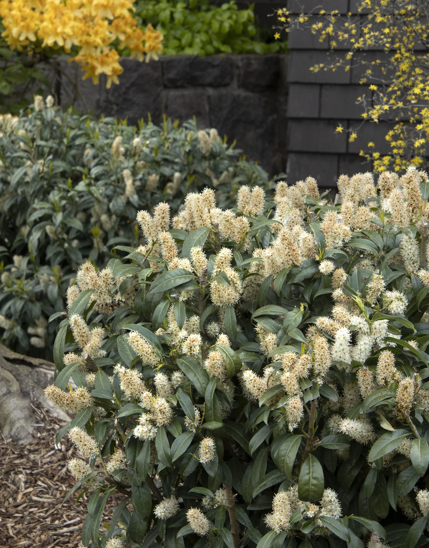 Chestnut Hill Cherry Laurel 2 Chestnut Hill Cherry Laurel