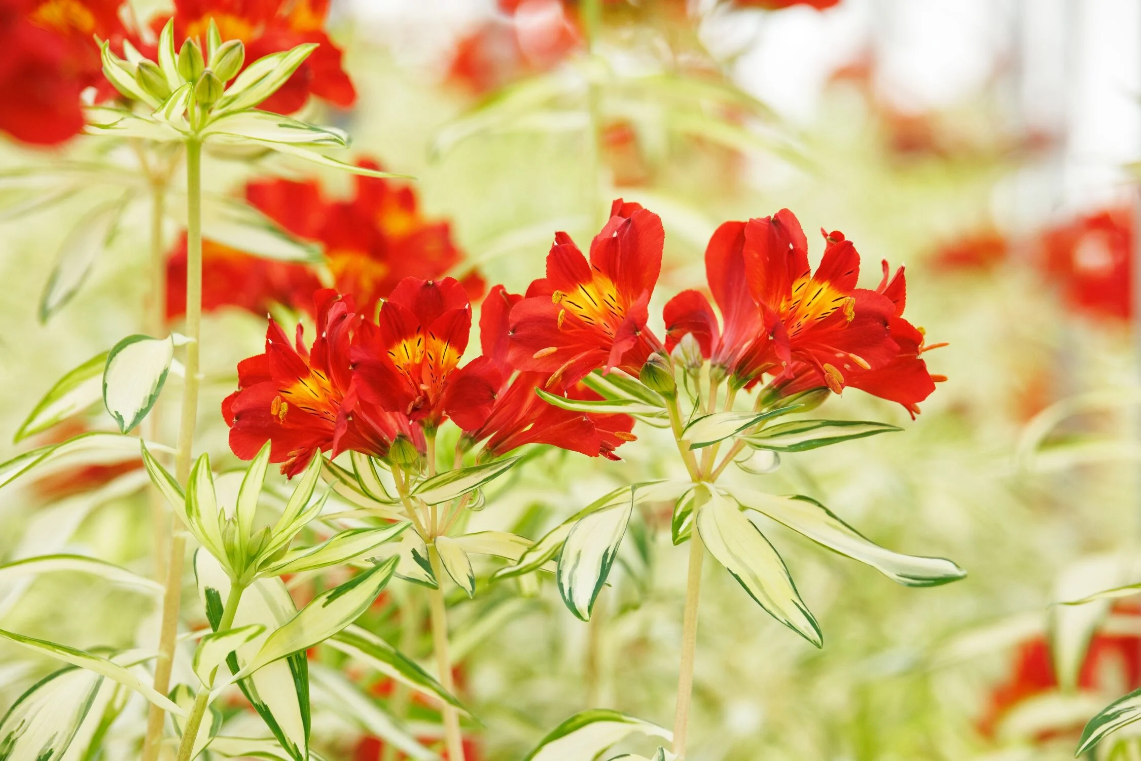 Rock & Roll® Peruvian Lily 33 Rock & Roll® Peruvian Lily