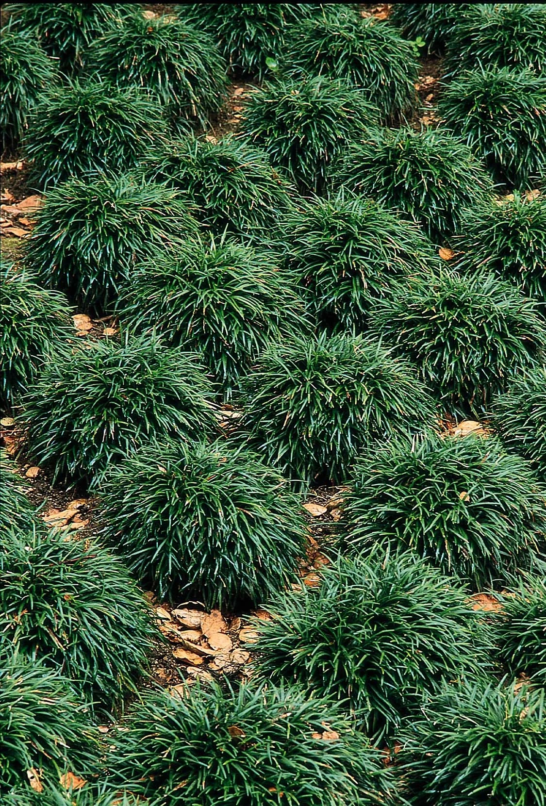 Dwarf Mondo Grass 14 Dwarf Mondo Grass