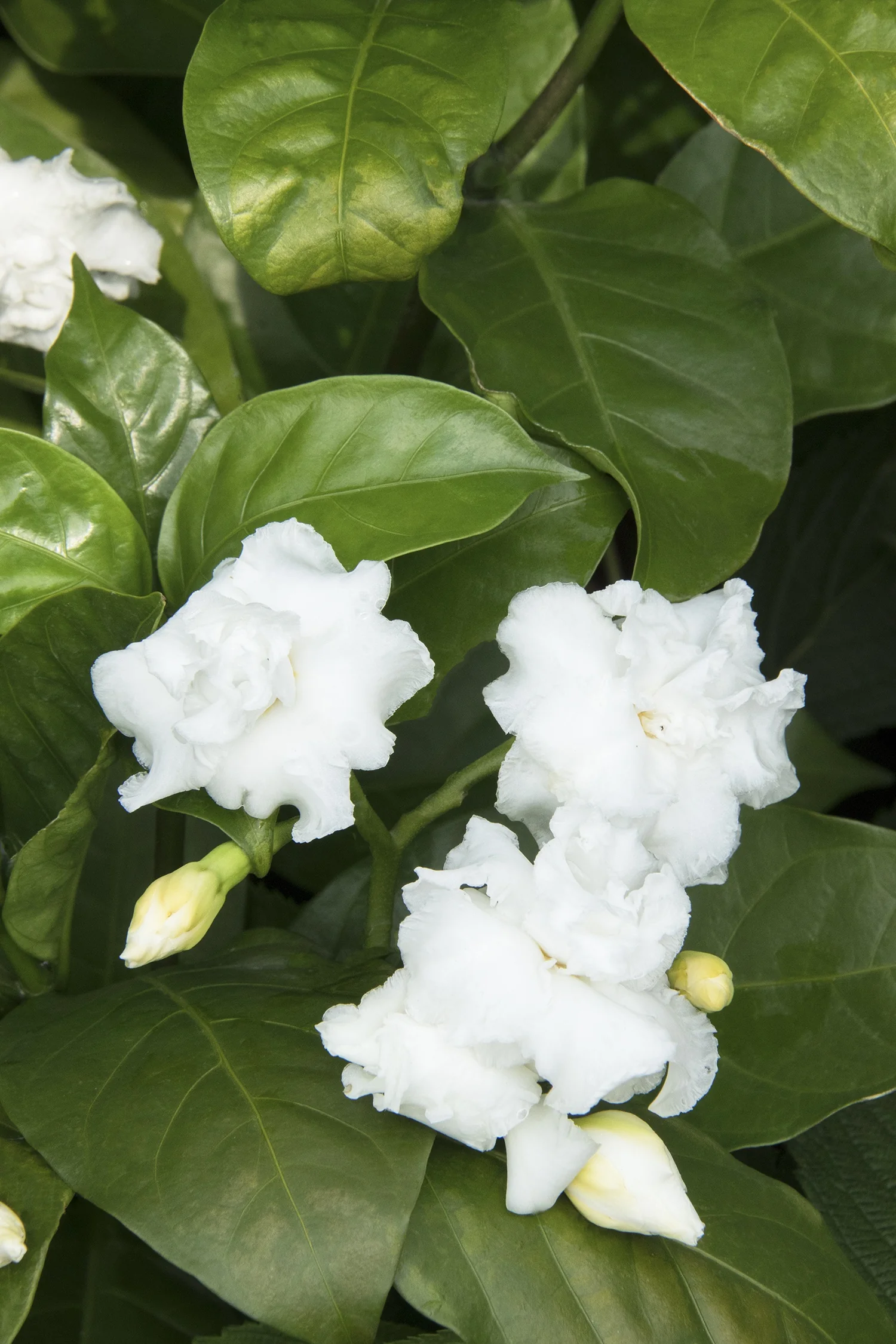 Double-Flowering Crape Jasmine 6 Double-Flowering Crape Jasmine