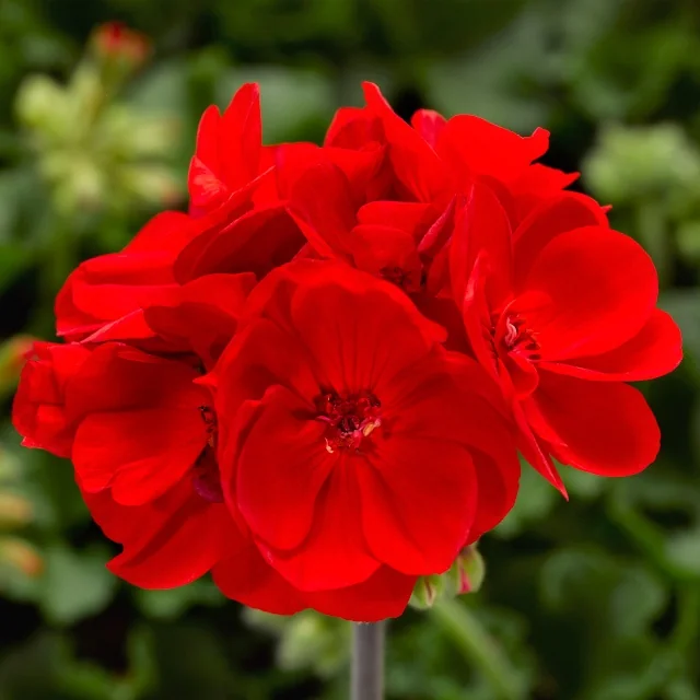 Calliope® Medium Geranium 1 Calliope® Medium Geranium