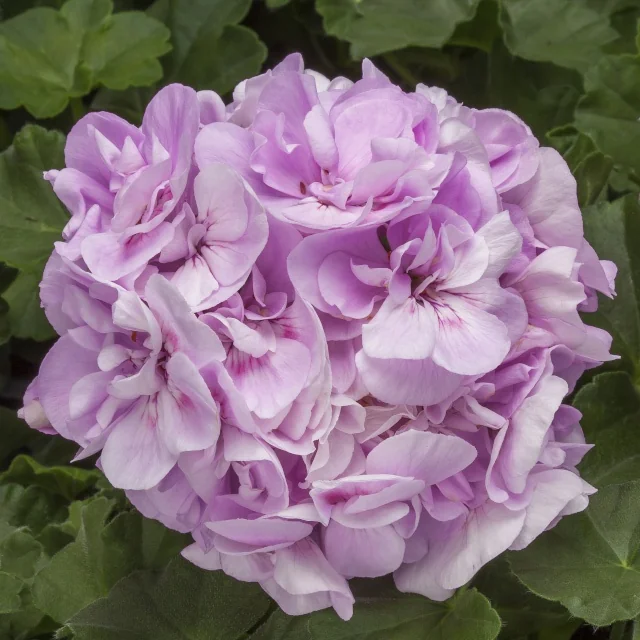 Calliope® Medium Geranium 10 Calliope® Medium Geranium