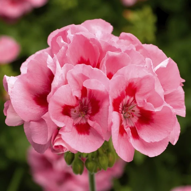 Calliope® Medium Geranium 11 Calliope® Medium Geranium