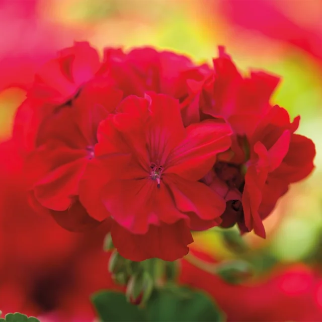 Calliope® Medium Geranium 12 Calliope® Medium Geranium