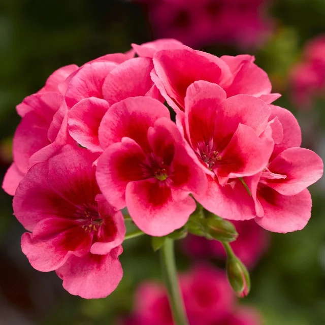 Calliope® Medium Geranium 13 Calliope® Medium Geranium