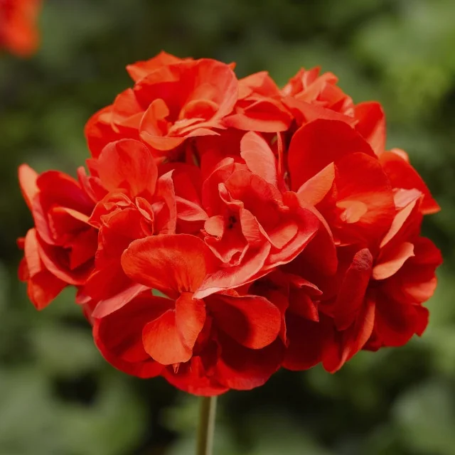 Calliope® Medium Geranium 14 Calliope® Medium Geranium