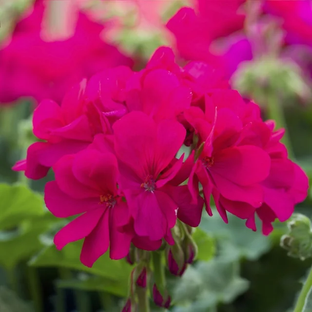 Calliope® Medium Geranium 15 Calliope® Medium Geranium
