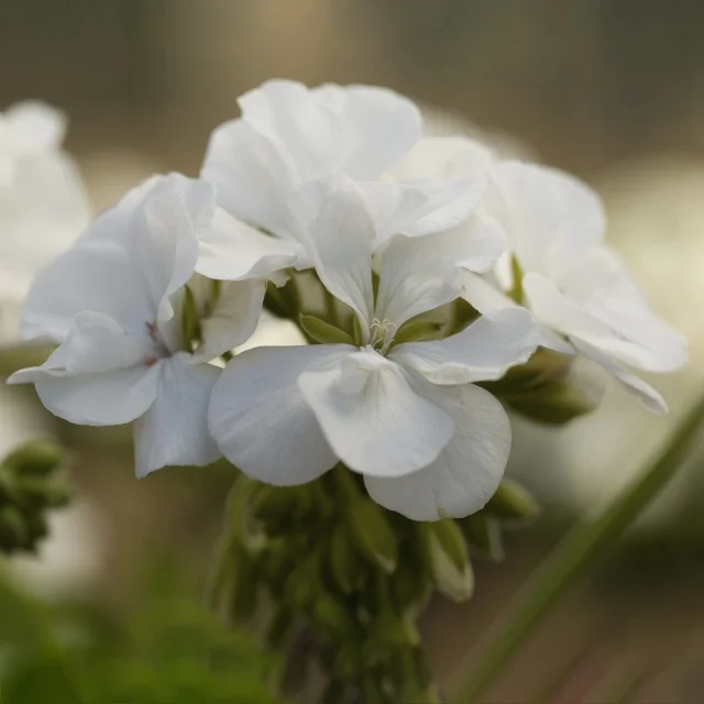 Calliope® Medium Geranium 16 Calliope® Medium Geranium