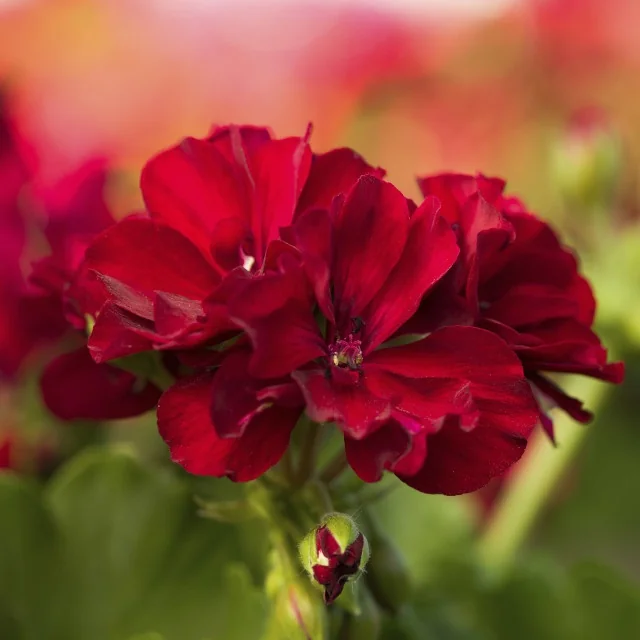 Calliope® Medium Geranium 2 Calliope® Medium Geranium