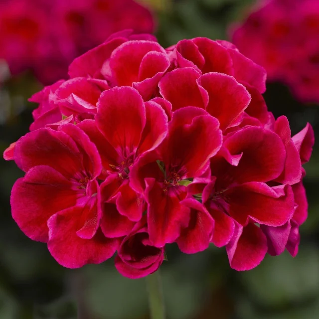 Calliope® Medium Geranium 3 Calliope® Medium Geranium