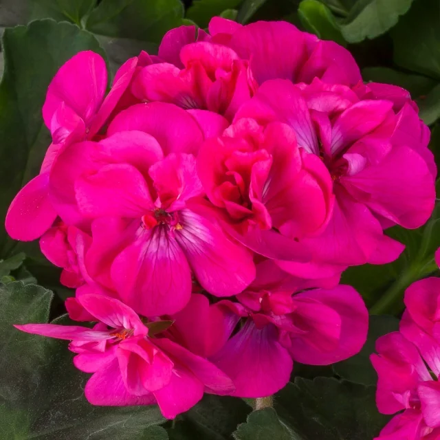 Calliope® Medium Geranium 4 Calliope® Medium Geranium