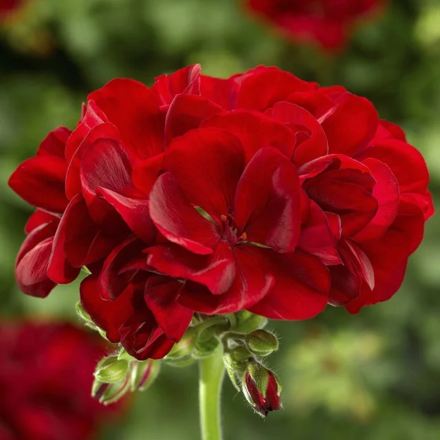 Calliope® Medium Geranium 5 Calliope® Medium Geranium