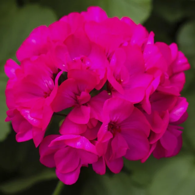 Calliope® Medium Geranium 6 Calliope® Medium Geranium
