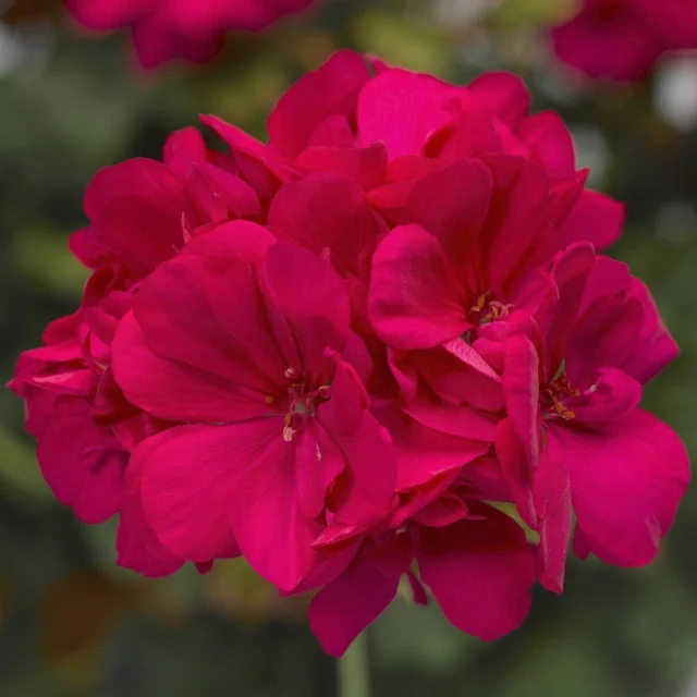 Calliope® Medium Geranium 7 Calliope® Medium Geranium