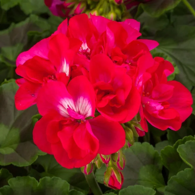 Calliope® Medium Geranium 8 Calliope® Medium Geranium