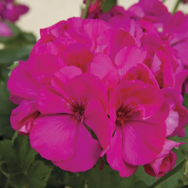 Calliope® Medium Geranium 9 Calliope® Medium Geranium