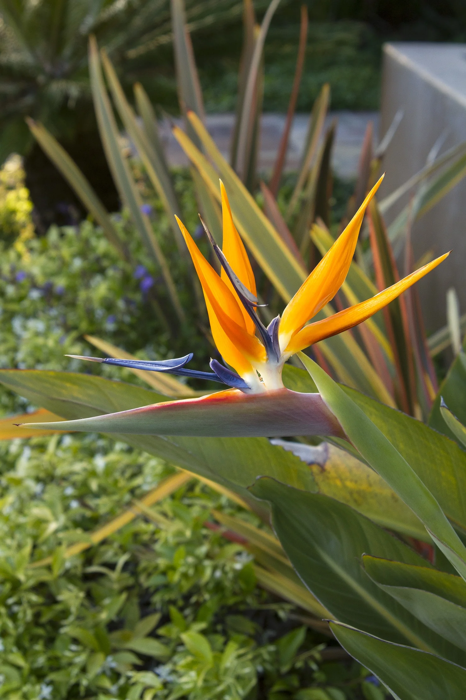 Bird of Paradise