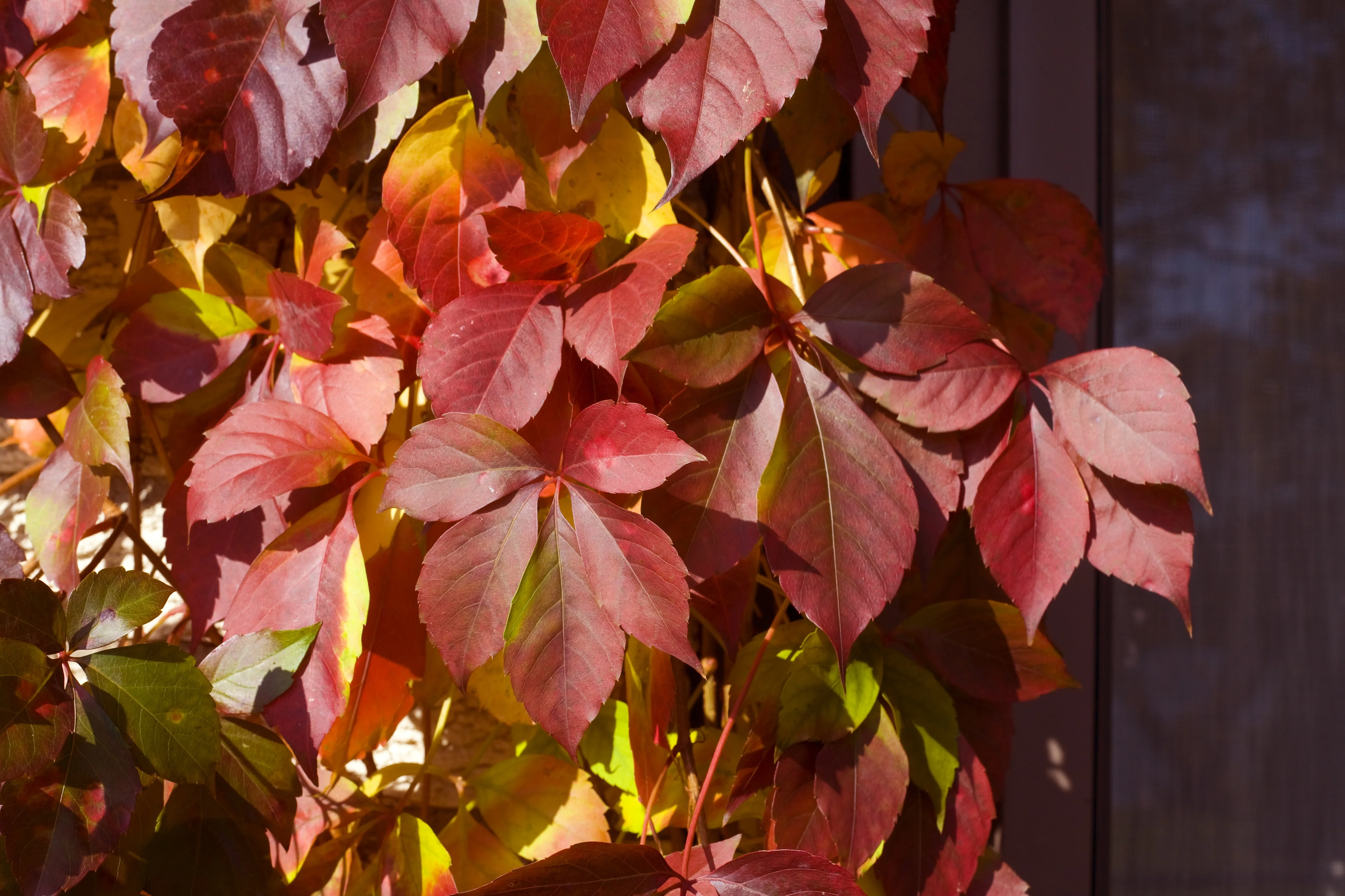 Red Wall™ Virginia Creeper