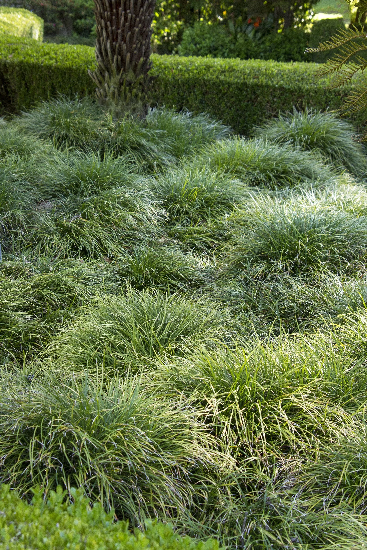 Mondo Grass 1 Mondo Grass