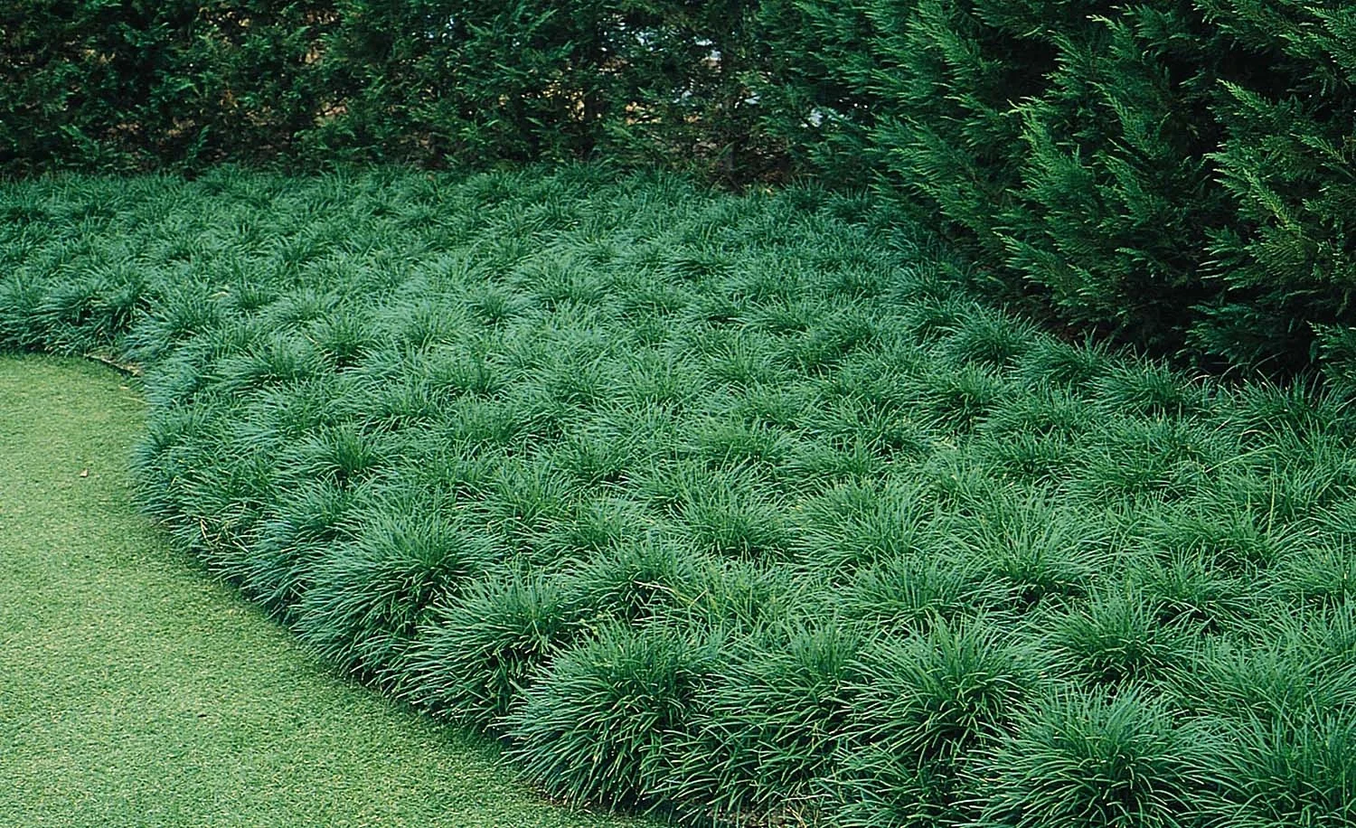 Mondo Grass 2 Mondo Grass