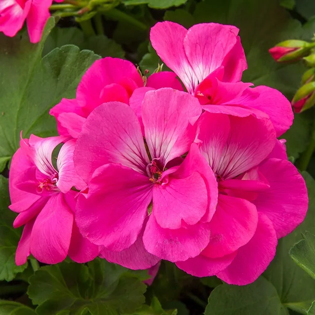 Calliope® Large Geranium 21 Calliope® Large Geranium