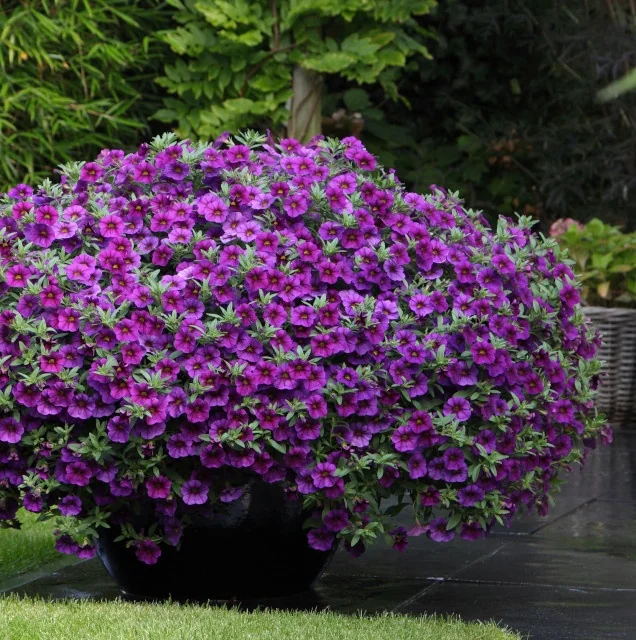 Kabloom™ Calibrachoa 10 Kabloom™ Calibrachoa