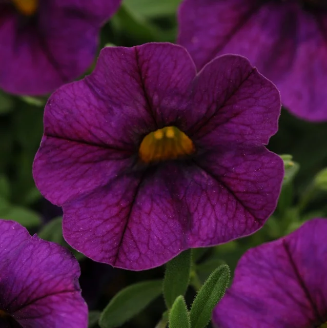 Kabloom™ Calibrachoa 2 Kabloom™ Calibrachoa