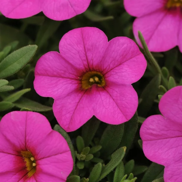 Kabloom™ Calibrachoa 3 Kabloom™ Calibrachoa
