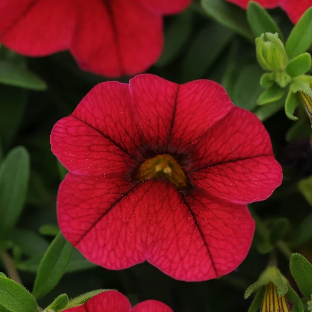 Kabloom™ Calibrachoa 4 Kabloom™ Calibrachoa