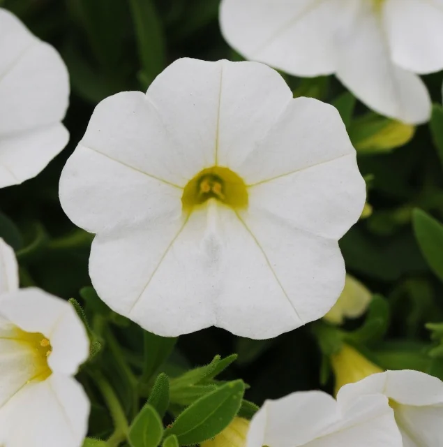 Kabloom™ Calibrachoa 5 Kabloom™ Calibrachoa