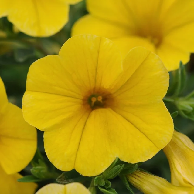 Kabloom™ Calibrachoa 6 Kabloom™ Calibrachoa