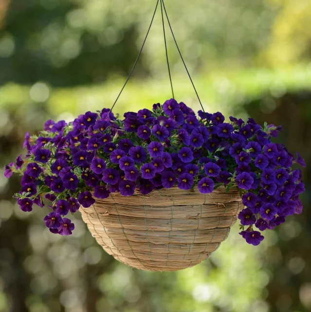 Kabloom™ Calibrachoa 7 Kabloom™ Calibrachoa