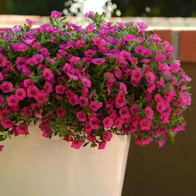 Kabloom™ Calibrachoa 8 Kabloom™ Calibrachoa