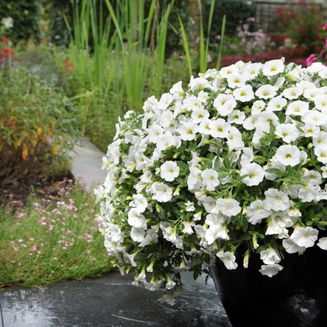 Kabloom™ Calibrachoa 9 Kabloom™ Calibrachoa