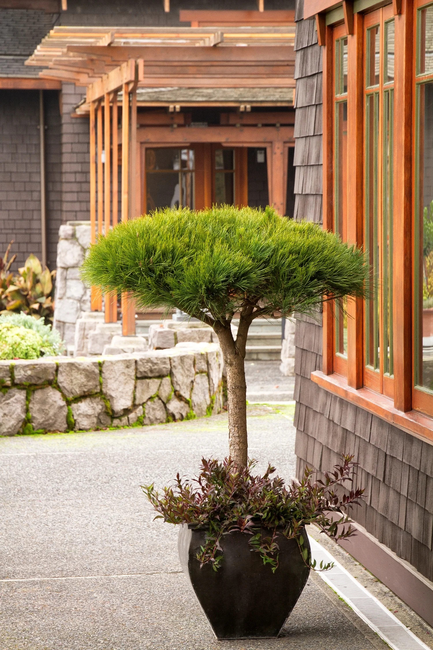 Compact Tanyosho Japanese Red Pine 4 Compact Tanyosho Japanese Red Pine
