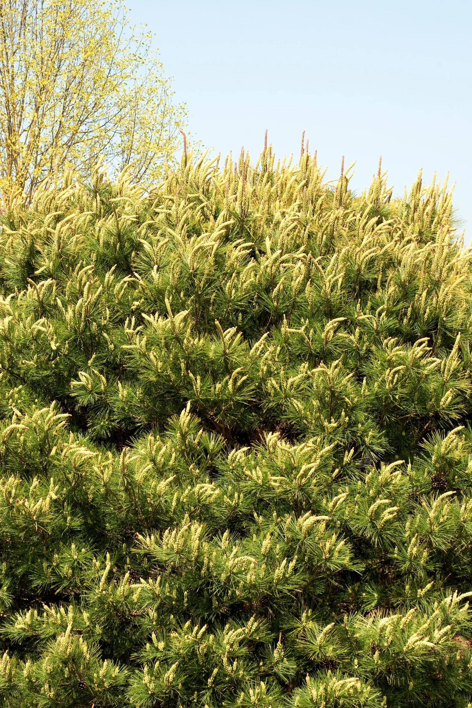 Compact Tanyosho Japanese Red Pine 2 Compact Tanyosho Japanese Red Pine