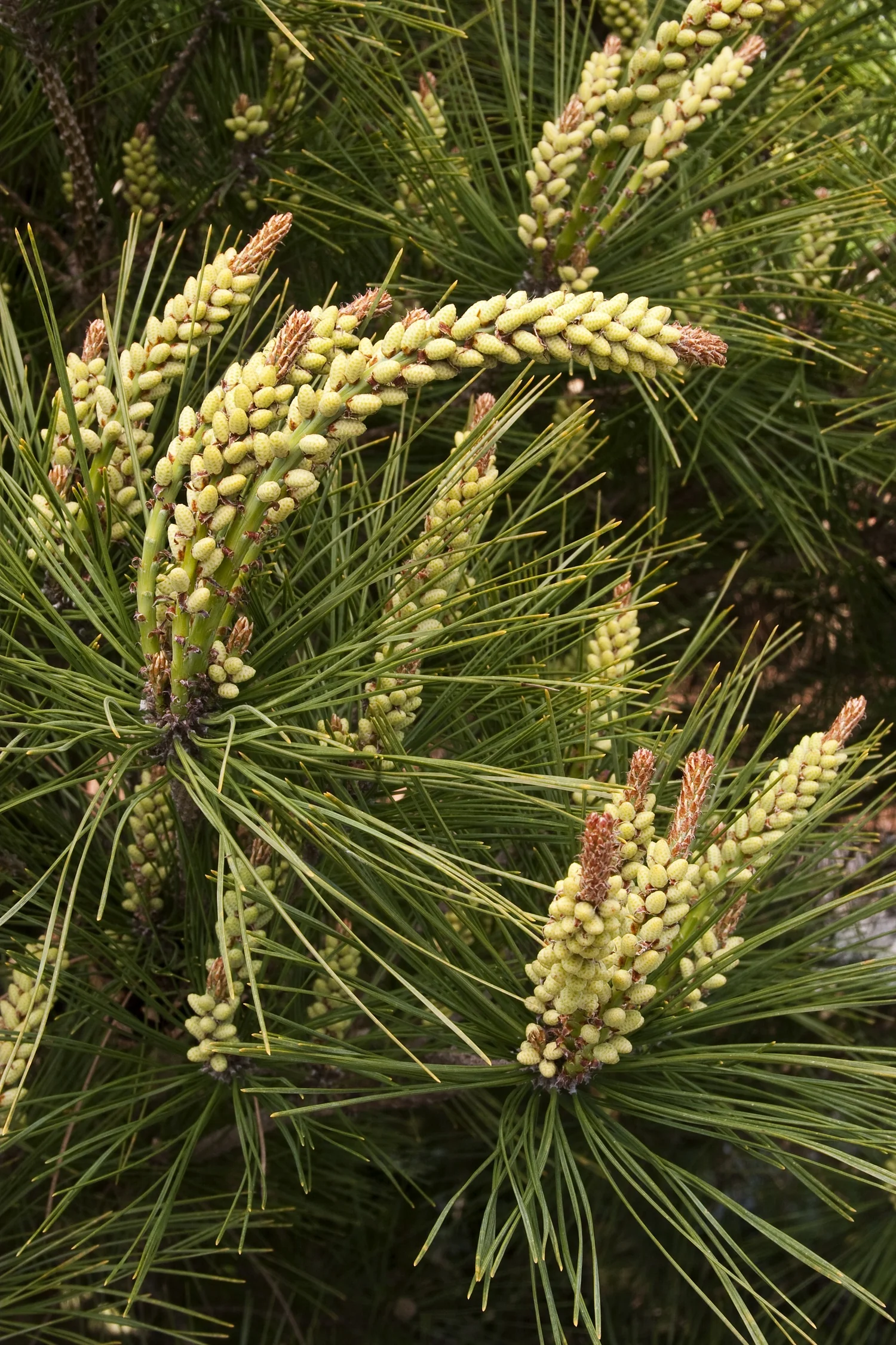 Compact Tanyosho Japanese Red Pine 3 Compact Tanyosho Japanese Red Pine