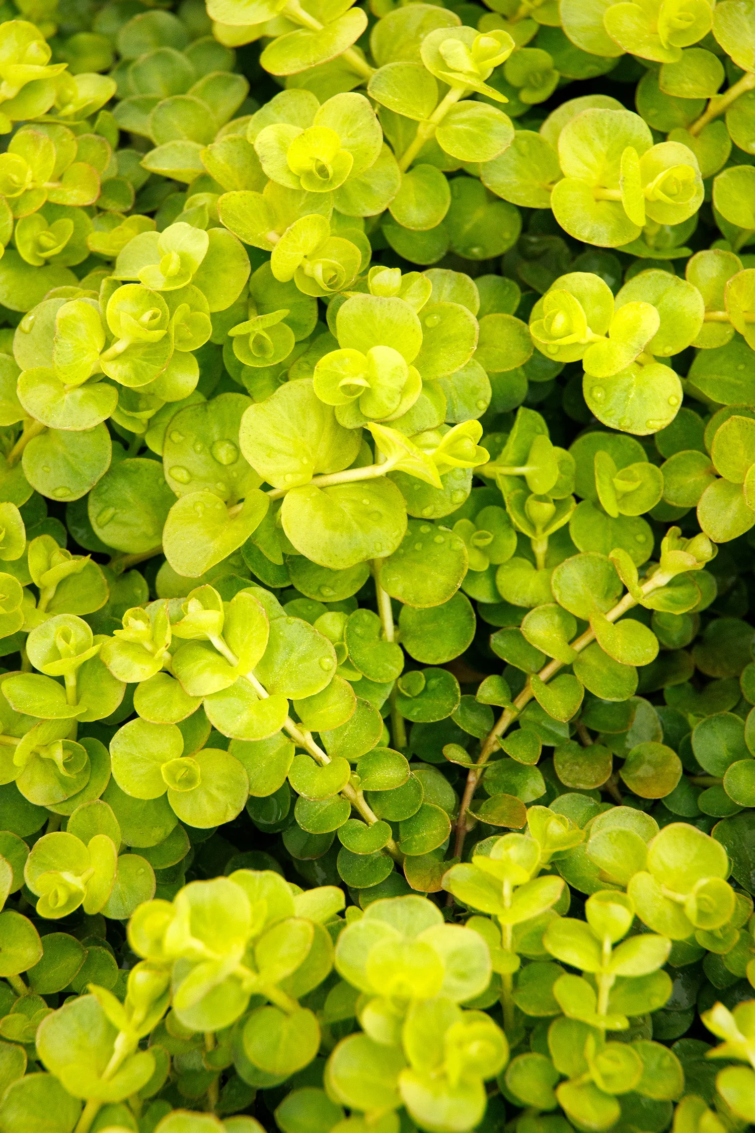 Golden Creeping Jenny