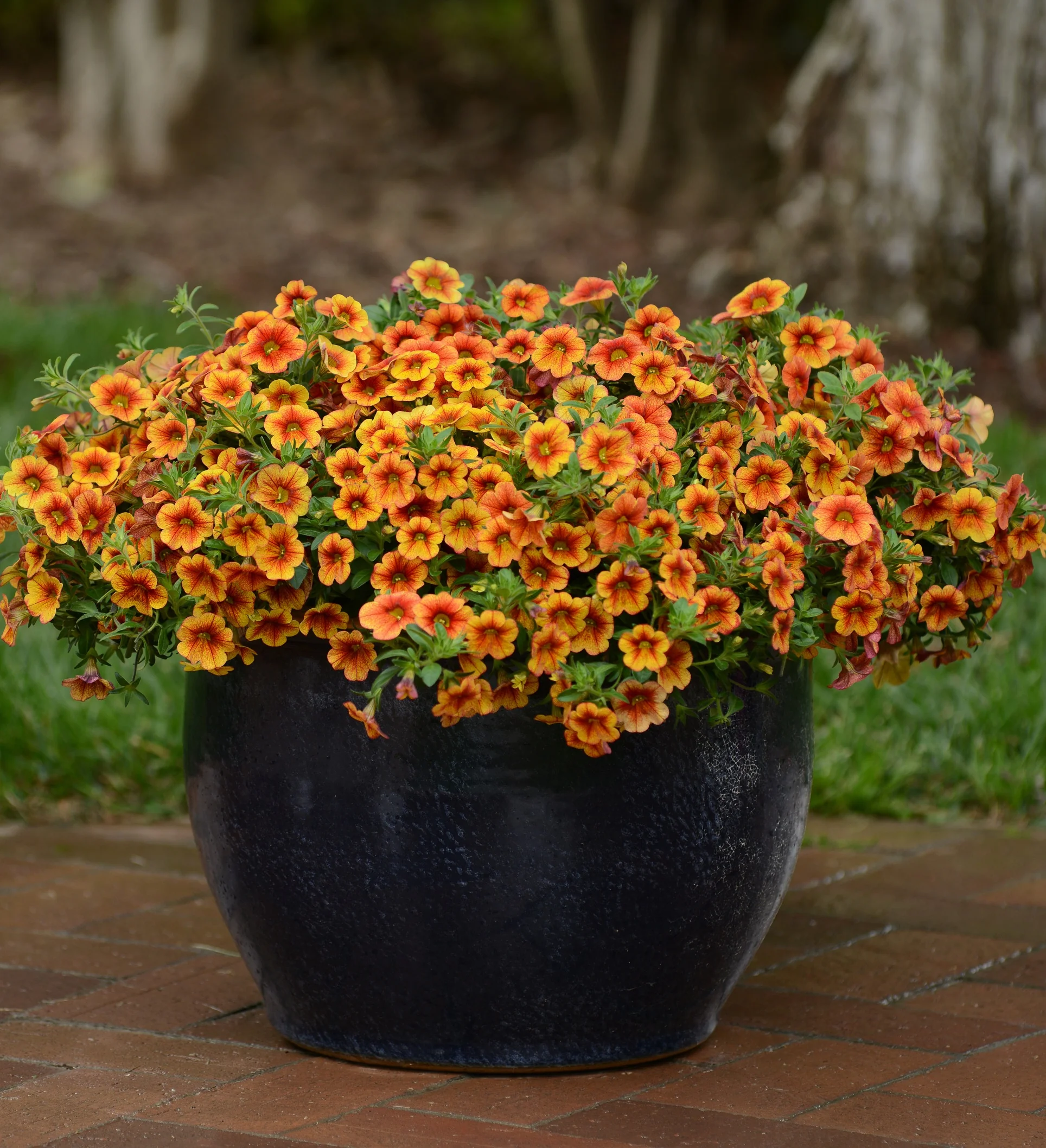 Crave™ Calibrachoa 5 Crave™ Calibrachoa