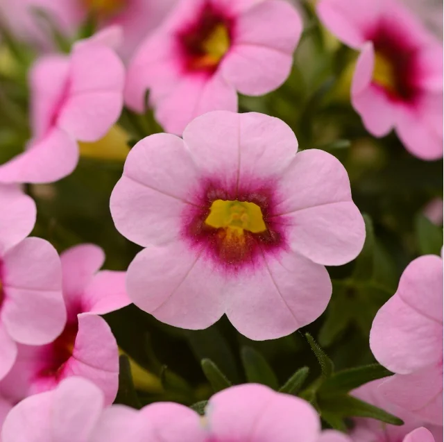 Conga™ Calibrachoa 5 Conga™ Calibrachoa