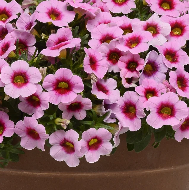Conga™ Calibrachoa 2 Conga™ Calibrachoa