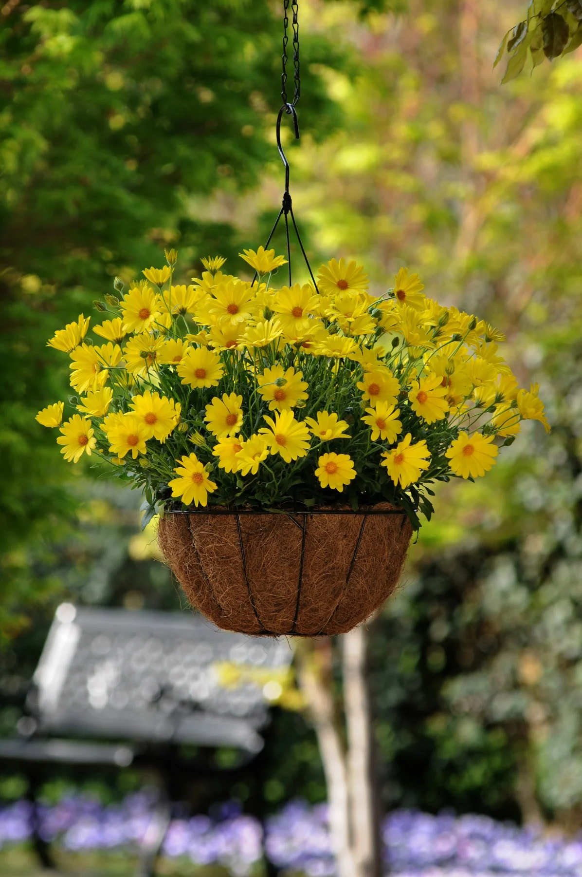 Voltage™ Yellow African Daisy 1 Voltage™ Yellow African Daisy