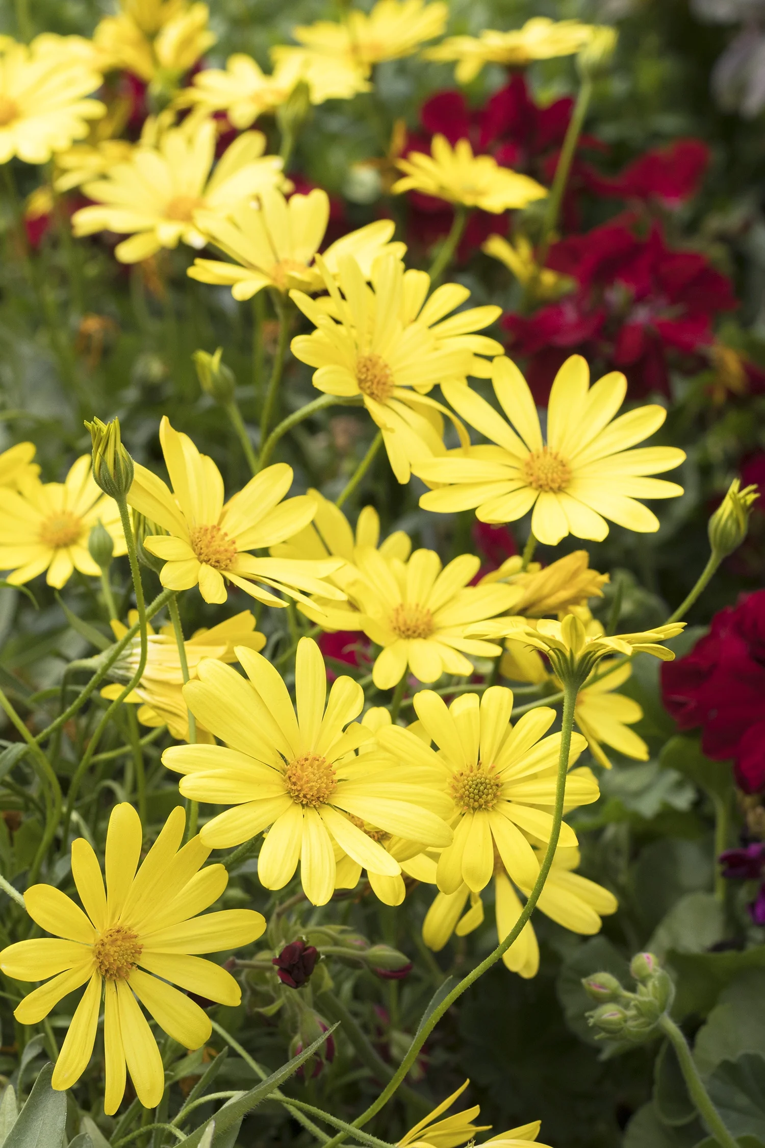 Voltage™ Yellow African Daisy 2 Voltage™ Yellow African Daisy