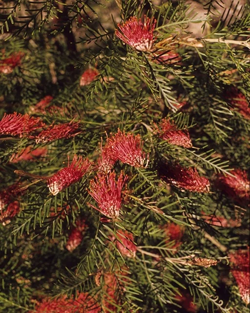 Red Hooks Grevillea 5 Red Hooks Grevillea