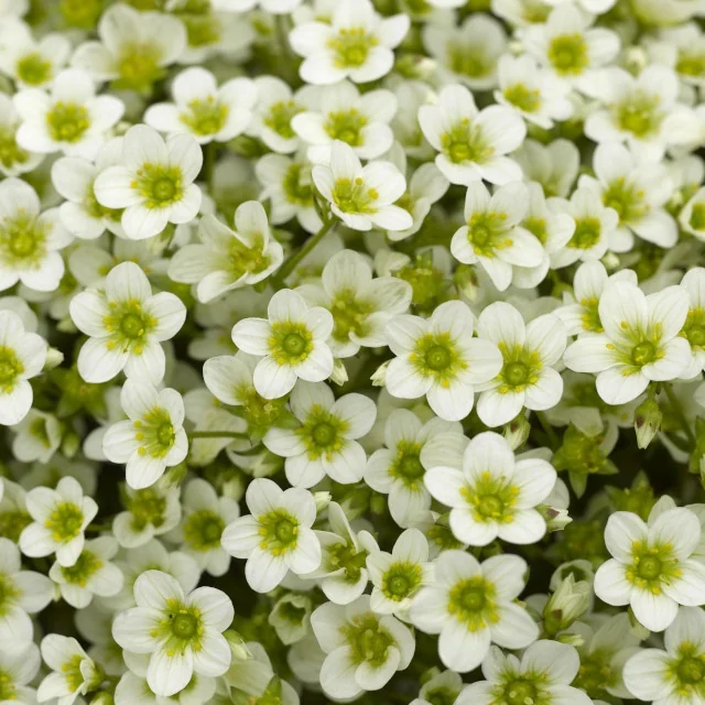Alpino™ Early Lime Saxifrage 4 Alpino™ Early Lime Saxifrage