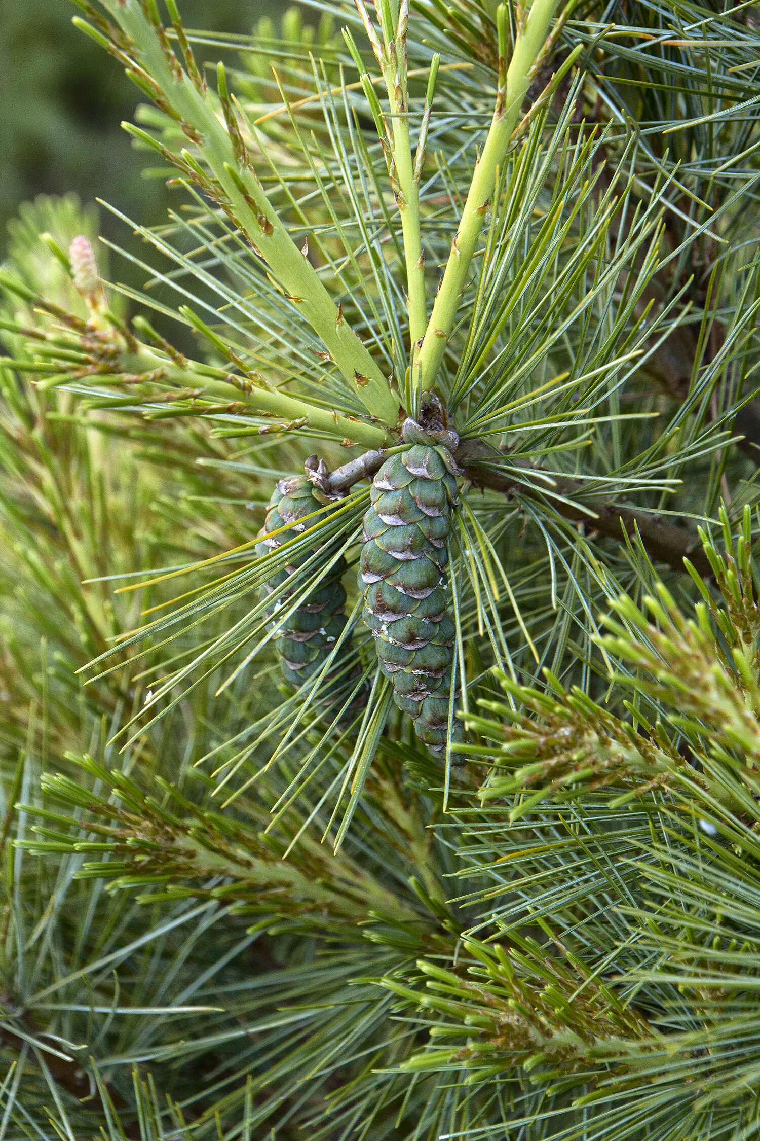 Eastern White Pine 1 Eastern White Pine