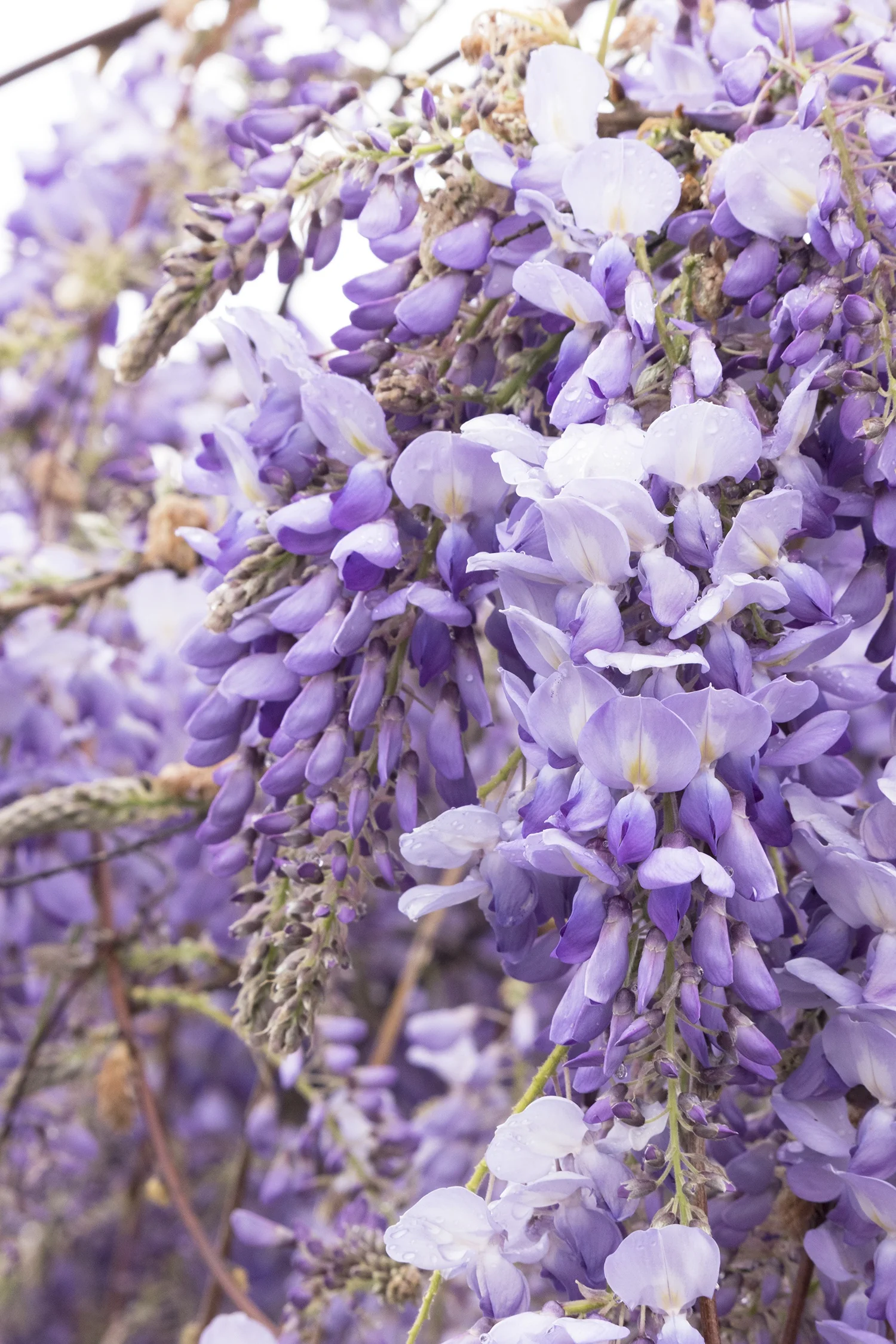 Chinese Wisteria