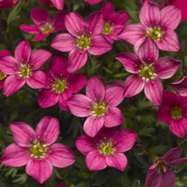 Alpino™ Early Carnival Saxifrage 3 Alpino™ Early Carnival Saxifrage